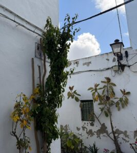 La Casita del Centro Conil
