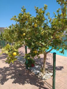 Alnoha1 Conil